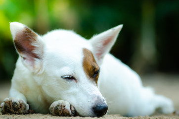Obraz premium little dog white color enjoy on ground in spring sunshine day.