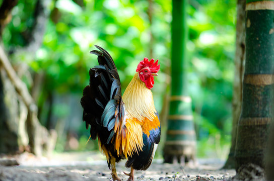 colorful bantam chicken in the garden lighting and green background.