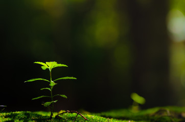 Plant born on green fern over sunlight and green background,select focus