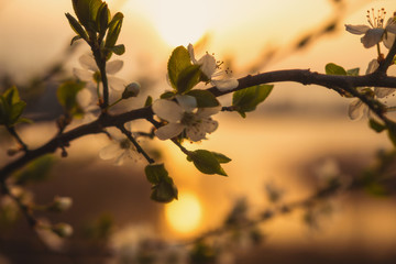 Blüte im Sonnenuntergang