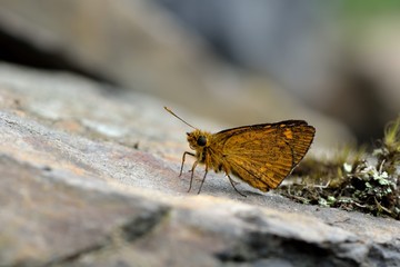 Butterfly from the Taiwan (Ampittia virgata myakei Matsumura)Yellow star butterfly 