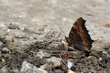 Butterfly from the Taiwan (Nymphalis xanthomelas formosana) 