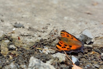Butterfly from the Taiwan (Nymphalis xanthomelas formosana) 