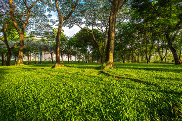 Obraz premium Green Park There are trees. A public park in the heart of Bangkok (Benjakitti Park). Most people like to exercise in the morning and evening. Which is good for health. Health And healthier life.