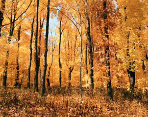 Mohonk autumn changing of leaves