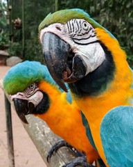 Macaw duet
