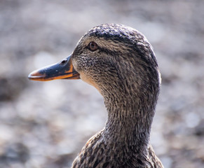Duck head