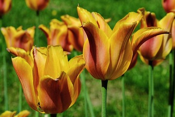 Yellow to red blossoming tulip flowers, hybrid Orange Emperor, in spring garden during early may
