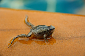 It was a little frog Jumping to the river.