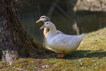 Two ducks sitting by a tree near a pond