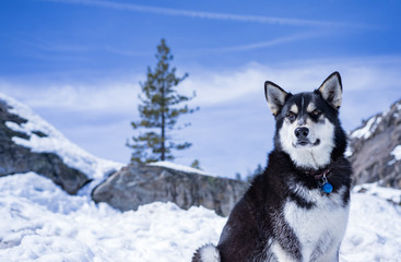 Husky dog sitting in snowy landscape