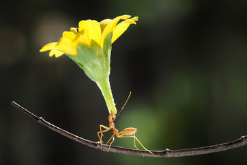 Super ant, circus ant