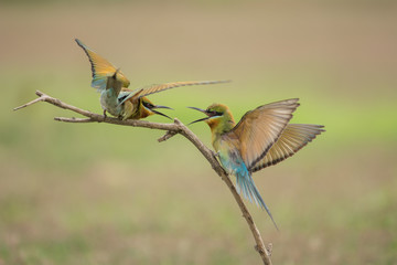 Blue-tailed bee-eater in wrangle action