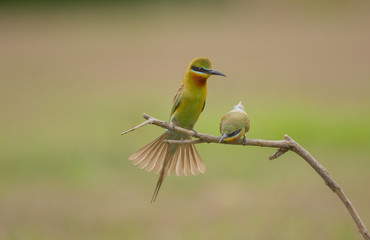 Blue-tailed bee-eater in action making love