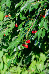 cherry branch with red berries with drops of water after rain, stock photo