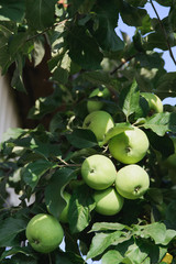 apple tree branch with green apple fruits, stock photo