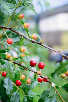 cherry branch with red berries with drops of water after rain, stock photo
