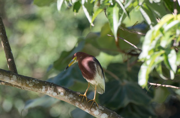 Chinese Pond Heron  (Breeding plumage)