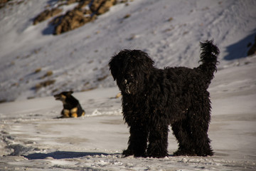 Beautiful Black Dog in Mountain Winter Landscape