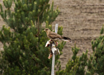 Bird of prey in the Andes mountain range