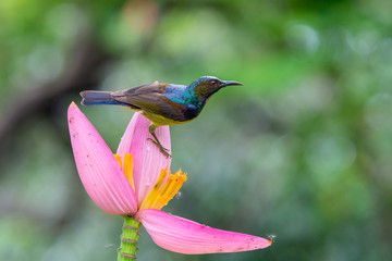 Brown-throated Sunbird (MALE)