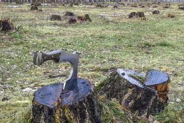 An ax in a stump, a birch log, in the forest