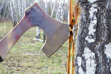 An ax in a stump, a birch log, in the forest