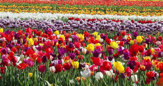 Young Girl Walks By Tulips
