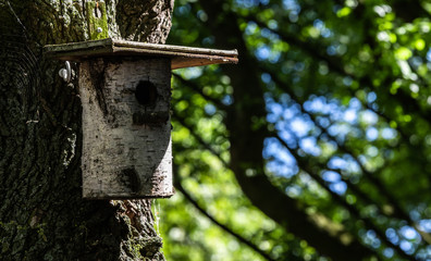 Vogelhaus aus Birkenholz