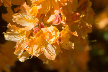 orange rhododendron Christopher Wren flowers  macro selective focus
