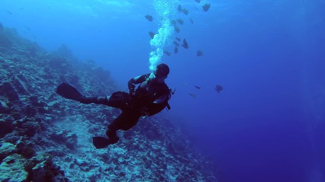 Scuba diver swims in current next to the slope of the reef in blue water, Indian Ocean, Fuvahmulah island, Maldives
