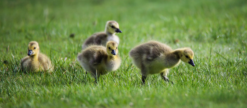 Baby Geese