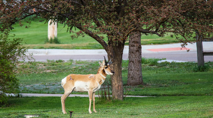 Front Yard Antelope