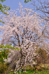 三光の桜