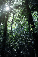 Rain forest at Krabi in Thailand