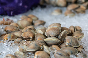 clams on ice at the market