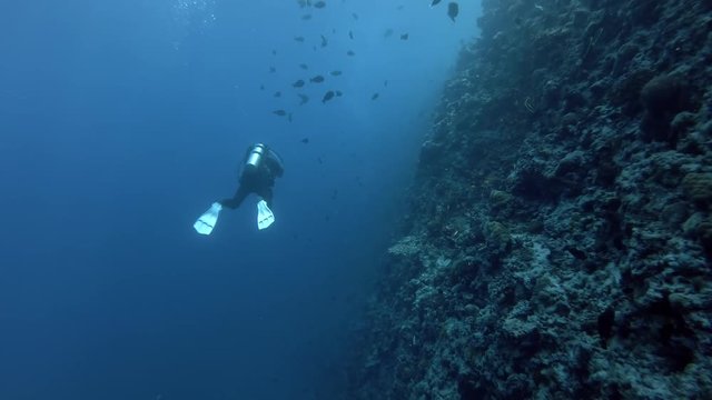 scuba diver slowly swims next to the steep wall of the reef in blue water, Indian Ocean, Maldives
