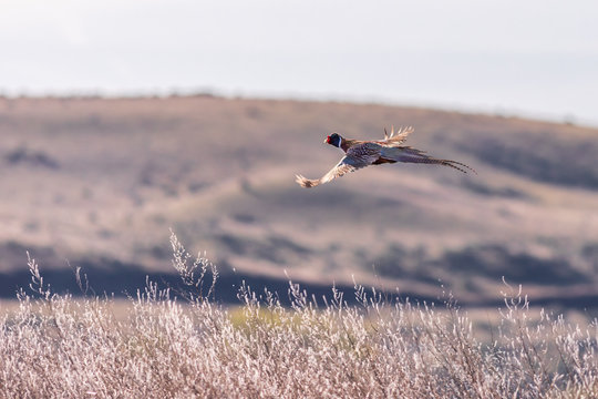 Rooster pheasant gliding over farm lands in eastern Oregon.