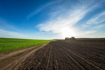 Green field,blue sky and sun.