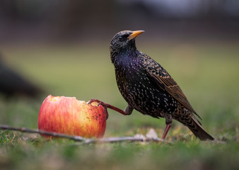 Small bird with large apple