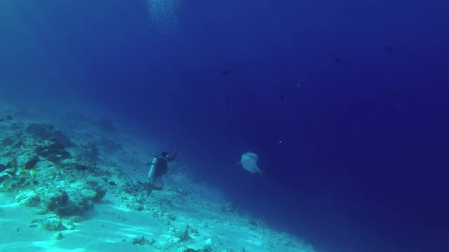 scuba diver scares a shark by pushing forward a stick.  Tiger Shark (Galeocerdo cuvier), Indian Ocean, Fuvahmulah island, Maldives
