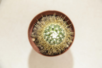 Winnipeg, Manitoba / Canada - May 7, 2018:  Top view of a small cactus in a isolated background