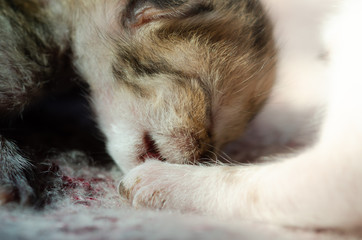 Cute baby cat sleeping on Synthetic fiber