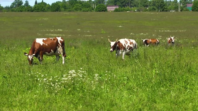 Cows graze on a green pasture on a summer day. Herd cows on a summer pasture. 4K video.