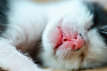 closeup Cute baby cat sleeping on Synthetic fiber