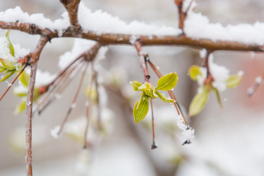 The leaves bloom and snow fell. Snow on the green leaves. Late snow. Spring. Spring snow.