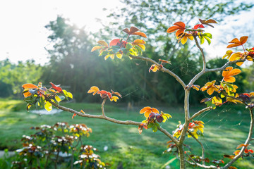 Bellyache bush Jatropha gossypifolia
