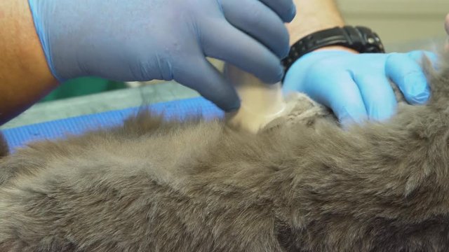 Veterinary doctor makes an ultrasound examination of a cat. Cat on ultrasound diagnosis in a veterinary clinic. Medical ultrasound.