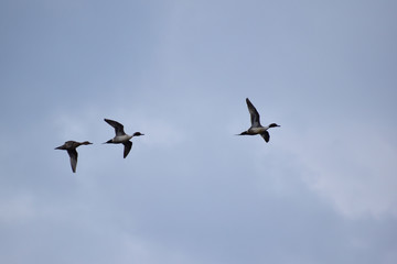 空を飛ぶオナガガモ