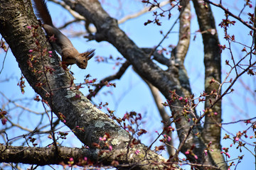 桜の木を下りてくるエゾリス